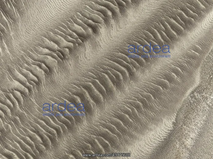 : Patterns in the sand of the Namib Desert : Patterns in the sand of the Namib Desert