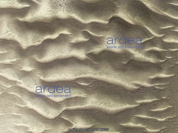  : Patterns in the sand of the Namib Desert