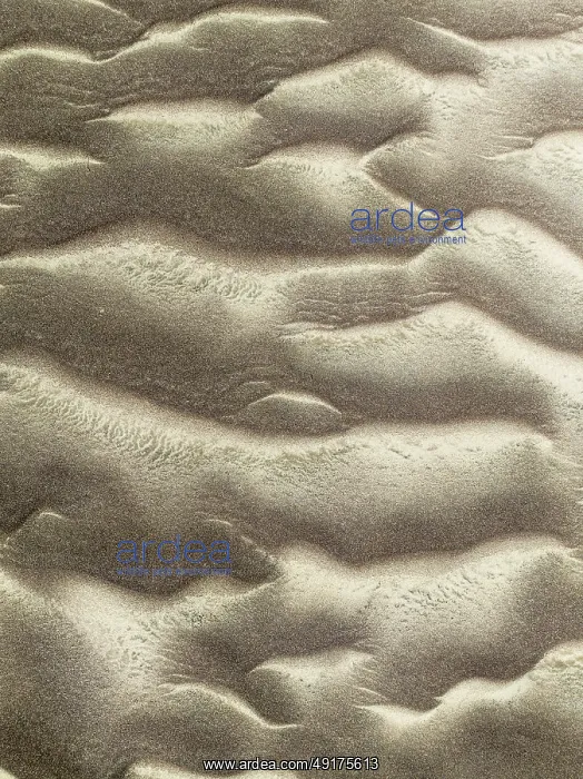 : Patterns in the sand of the Namib Desert : Patterns in the sand of the Namib Desert