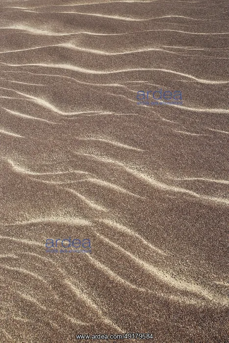 : Patterns in the sand of the Namib Desert : Patterns in the sand of the Namib Desert