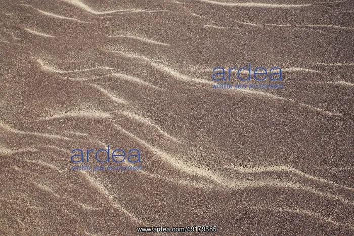 : Patterns in the sand of the Namib Desert : Patterns in the sand of the Namib Desert