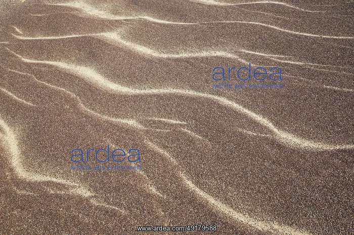 : Patterns in the sand of the Namib Desert : Patterns in the sand of the Namib Desert