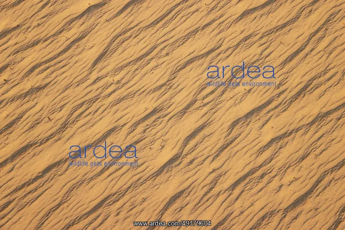  : Patterns in the sand of the Namib Desert. Namibia