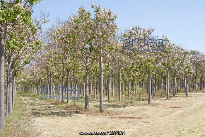 : A Paulownia plantation in Queensland : A Paulownia plantation in Queensland