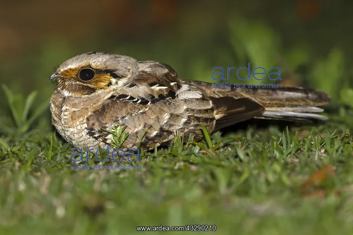 : Pauraque (Nyctidromus albicollis) sitting on th : Pauraque (Nyctidromus albicollis) sitting on th