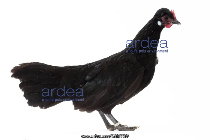  : Pavilly Chicken hen