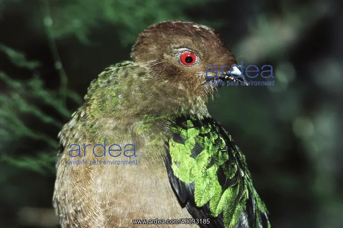 : Pavonine Quetzal : Pavonine Quetzal
