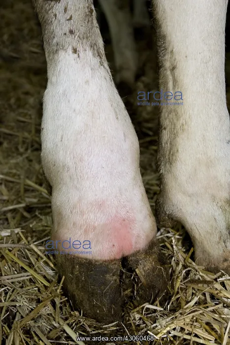 : Paw of Holstein cow suffering from a whitlow France : Paw of Holstein cow suffering from a whitlow France