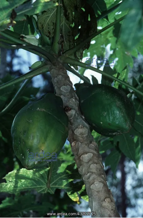 : PAW PAW - Papaya fruits