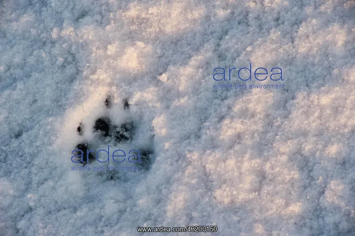 : Paw print of an arctic fox in the snow, Skaftafell : Paw print of an arctic fox in the snow, Skaftafell