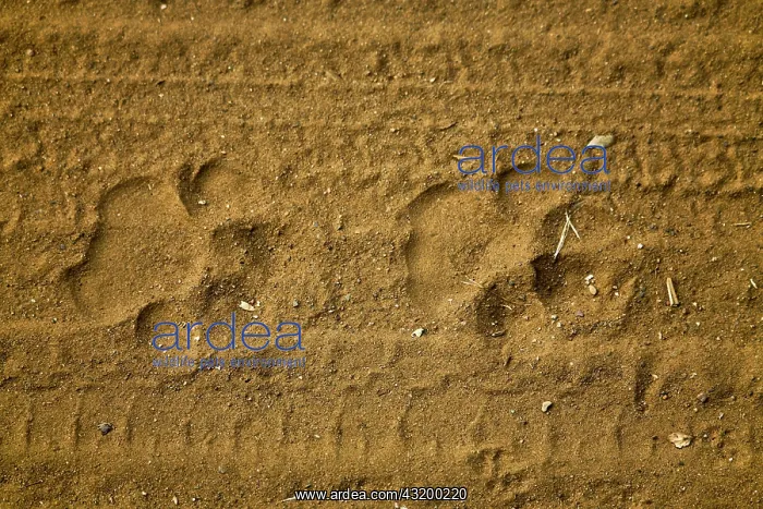 : Paw prints of a tiger, Ranthambore National Park : Paw prints of a tiger, Ranthambore National Park