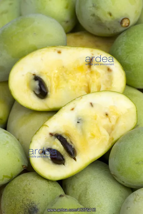 : Pawpaw (Asimina triloba) flower : Pawpaw (Asimina triloba) flower