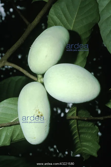 : Pawpaw Fruit : Pawpaw Fruit