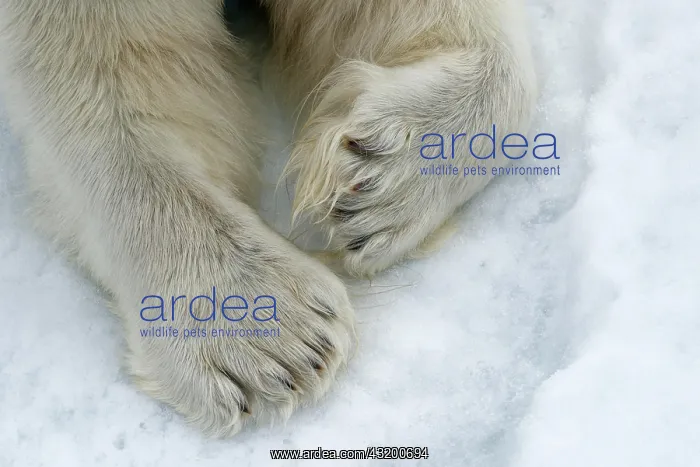  : Paws in the snow, Polar bear (Ursus maritimus)