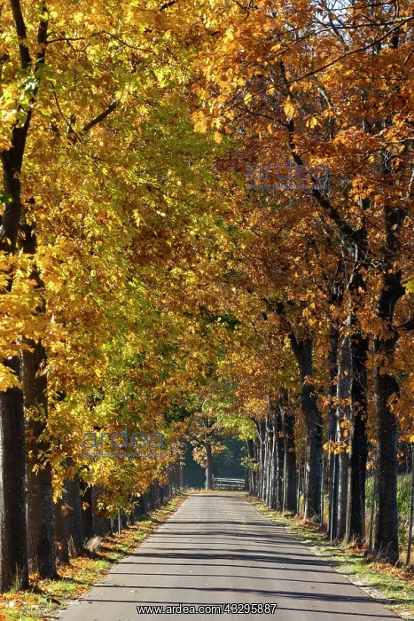 : Pays Bas, Frise, route bordee de chenes en automne / / Nether : Pays Bas, Frise, route bordee de chenes en automne / / Nether