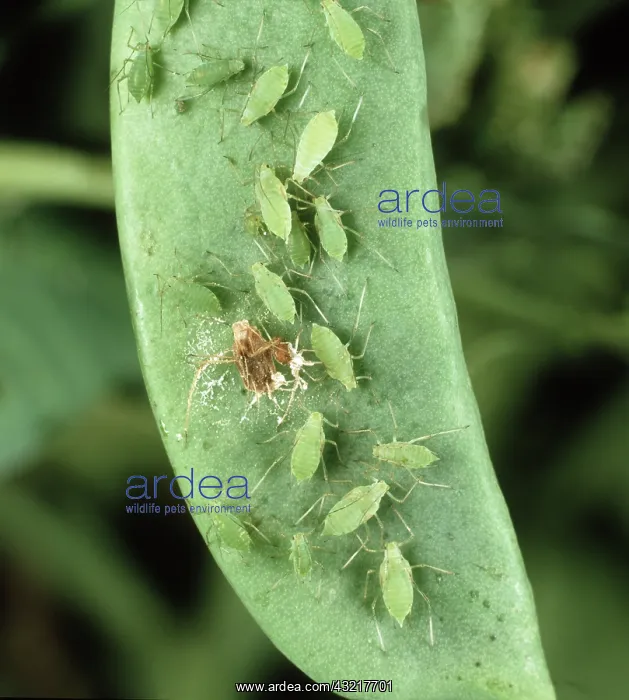 : Pea aphid on pea pod : Pea aphid on pea pod