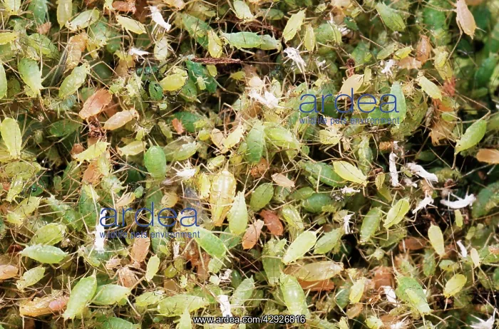 : Pea APHIDS / Greenfly - Huge Swarm : Pea APHIDS / Greenfly - Huge Swarm