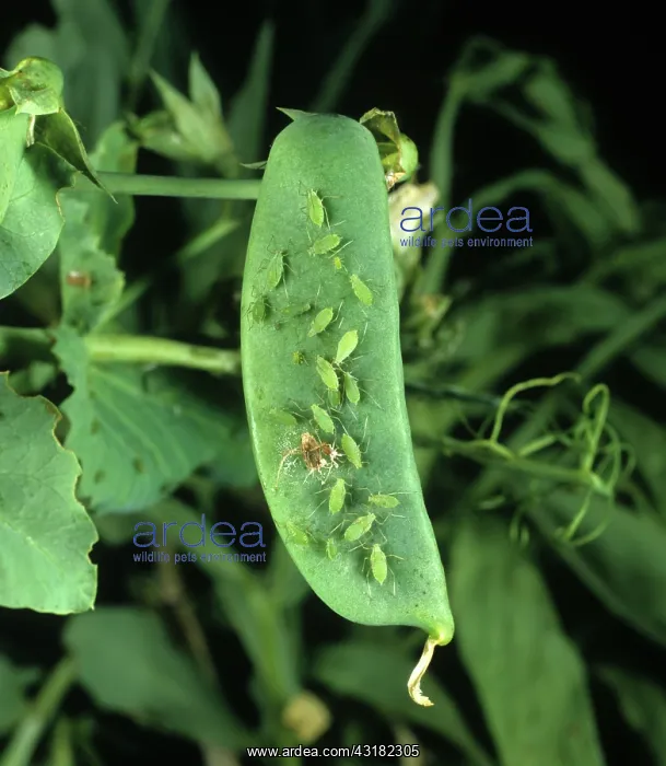 : Pea aphids on pea pod : Pea aphids on pea pod