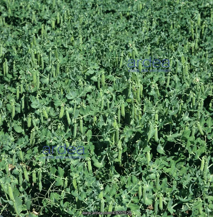 : Pea crop in mature pod, marrowfat variety Maro : Pea crop in mature pod, marrowfat variety Maro