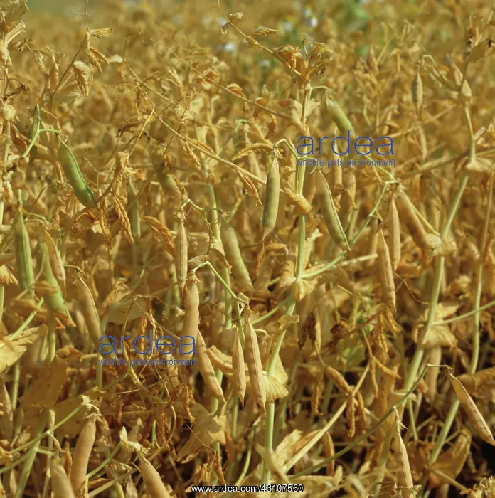 : Pea crop. Ripening pods of combinable peas in crop. Devon, UK : Pea crop. Ripening pods of combinable peas in crop. Devon, UK