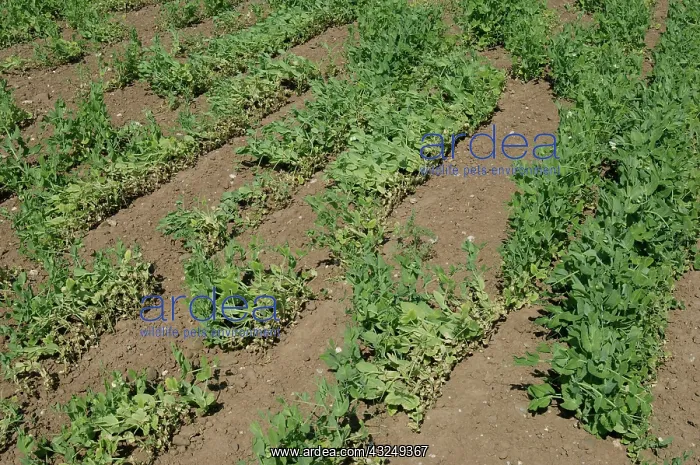 : Pea Crop Damaged by Root Knot Nematode : Pea Crop Damaged by Root Knot Nematode
