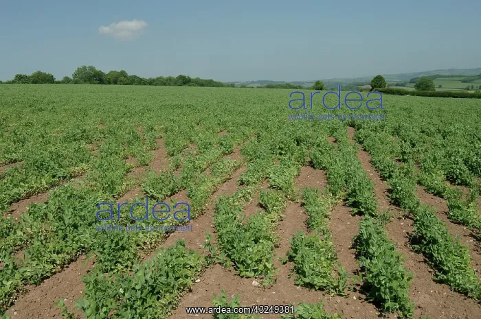 : Pea Crop Damaged by Root Knot Nematode : Pea Crop Damaged by Root Knot Nematode