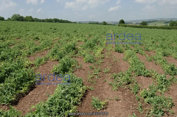 : Pea Crop Damaged by Root Knot Nematode : Pea Crop Damaged by Root Knot Nematode