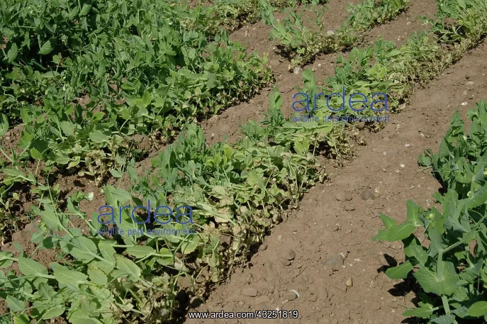 : Pea Crop Damaged by Root Knot Nematode : Pea Crop Damaged by Root Knot Nematode