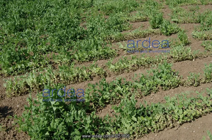 : Pea Crop Damaged by Root Knot Nematode : Pea Crop Damaged by Root Knot Nematode
