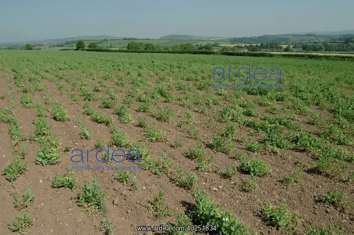 : Pea Crop Damaged by Root Knot Nematode : Pea Crop Damaged by Root Knot Nematode