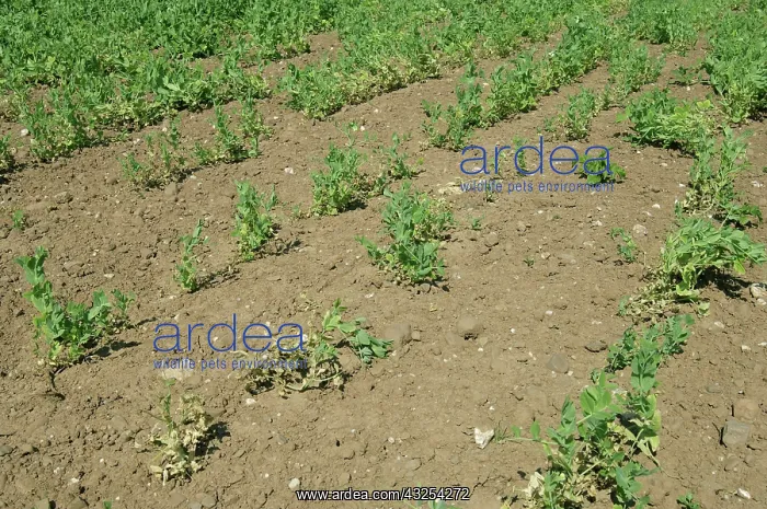 : Pea Crop Damaged by Root Knot Nematode : Pea Crop Damaged by Root Knot Nematode
