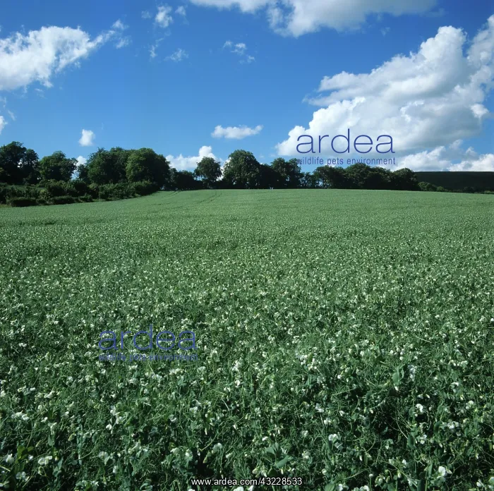 : Pea crop in full flower : Pea crop in full flower