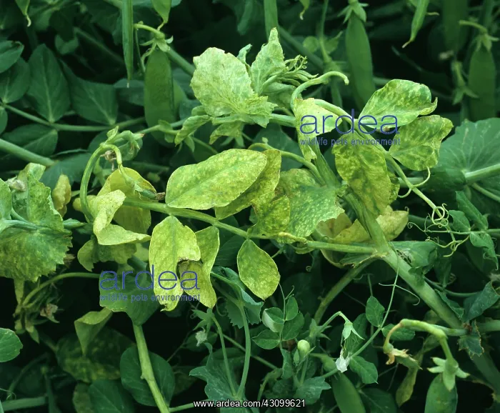 : Pea enation mosaic virus : Pea enation mosaic virus