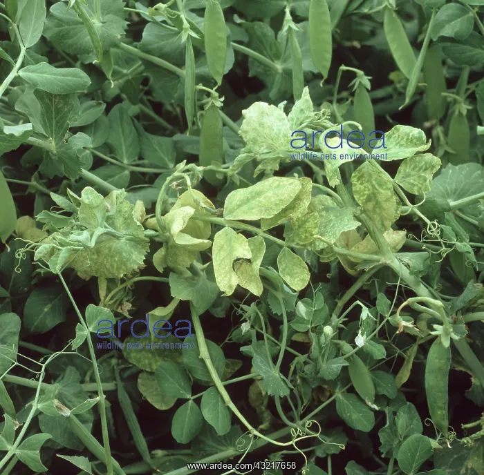 : Pea enation mosaic virus : Pea enation mosaic virus