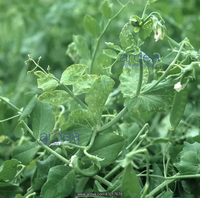 : Pea enation mosaic virus : Pea enation mosaic virus