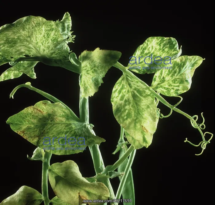 : Pea enation mosaic virus : Pea enation mosaic virus
