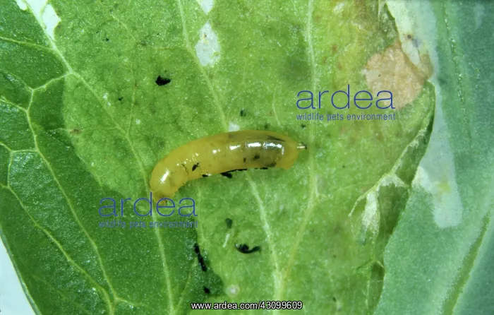 : Pea leaf miner (Phytomyza horticola) : Pea leaf miner (Phytomyza horticola)