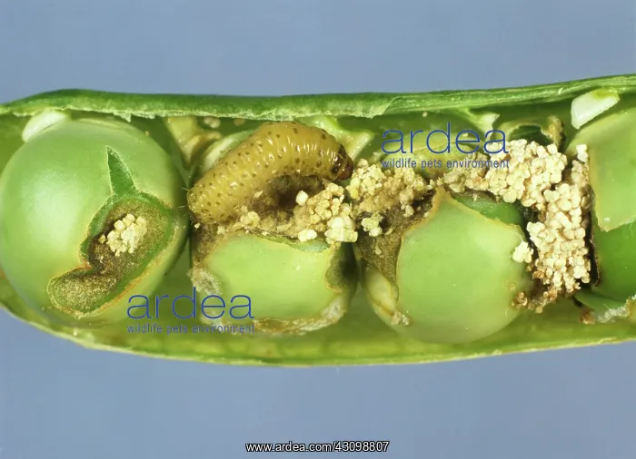 : Pea Moth Caterpillar : Pea Moth Caterpillar