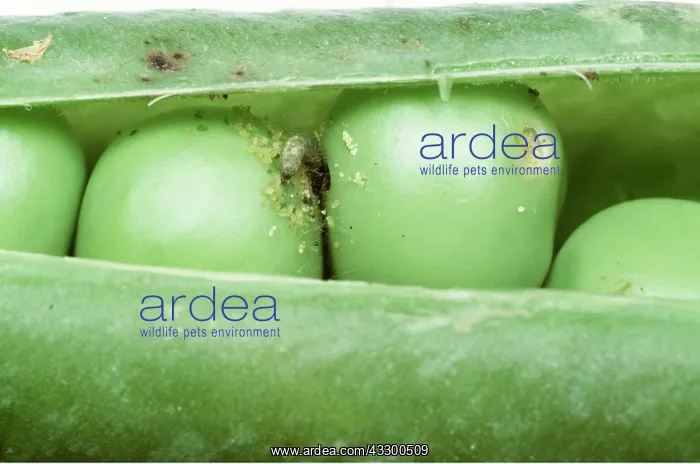 : Pea Moth larvae / caterpillar - in damaged pea pod : Pea Moth larvae / caterpillar - in damaged pea pod