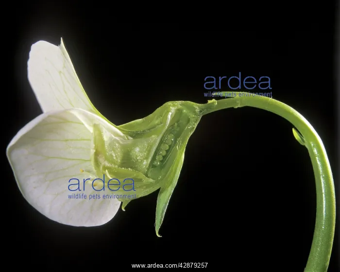  : Pea - Petit Pois flower