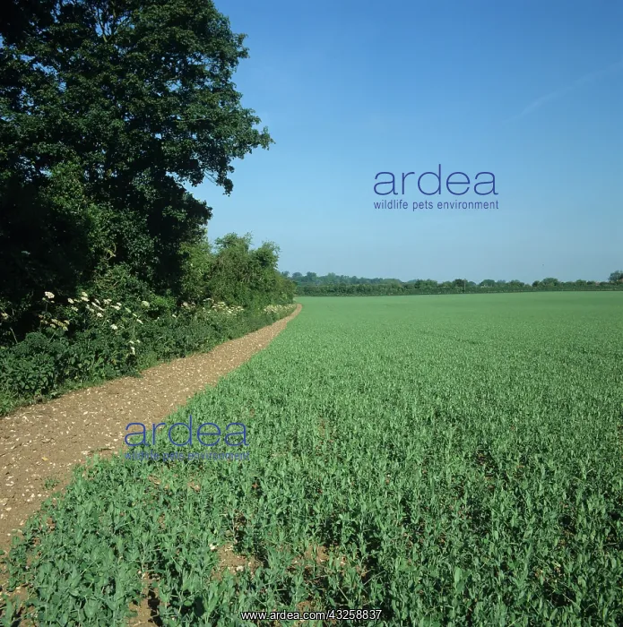 : Pea (Pisum sativa) crop next to hedgerow : Pea (Pisum sativa) crop next to hedgerow