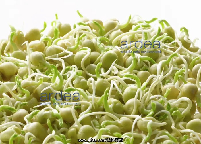 : Pea, Pisum sativum : Pea, Pisum sativum