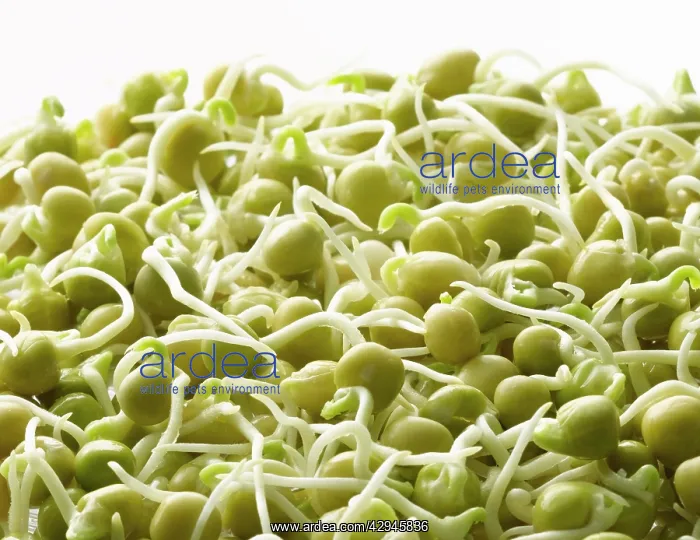 : Pea, Pisum sativum : Pea, Pisum sativum