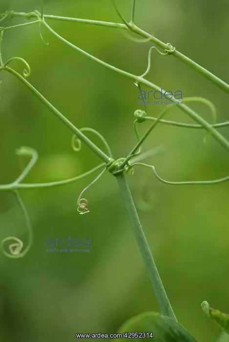 : Pea, Pisum sativum : Pea, Pisum sativum