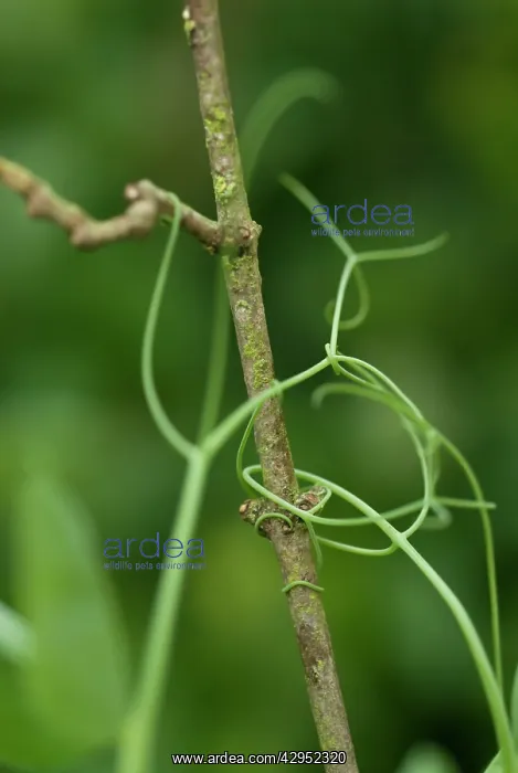  : Pea, Pisum sativum