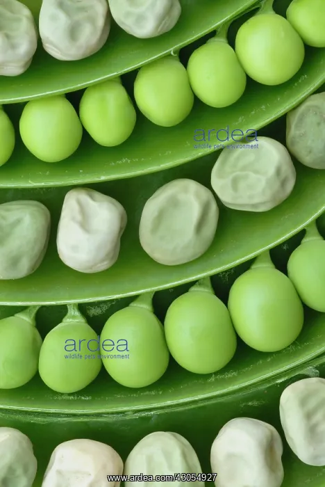 : Pea, Pisum sativum : Pea, Pisum sativum
