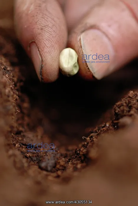 : Pea, Pisum sativum : Pea, Pisum sativum
