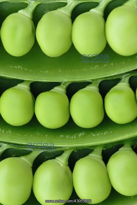 : Pea, Pisum sativum : Pea, Pisum sativum
