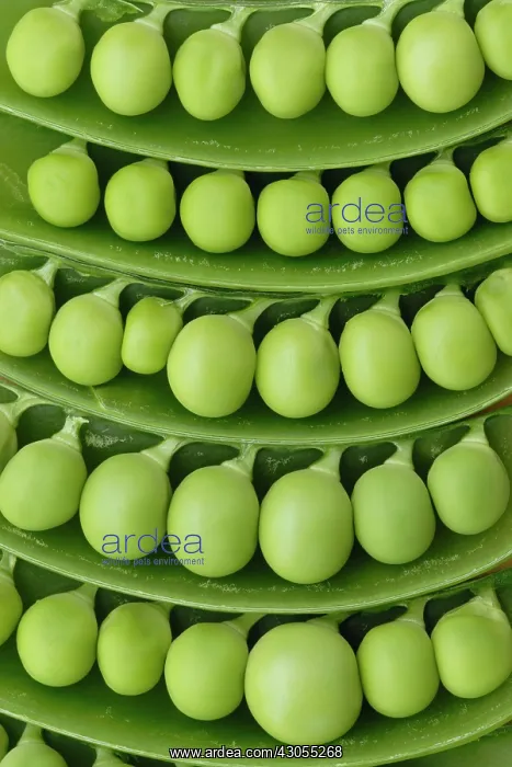 : Pea, Pisum sativum : Pea, Pisum sativum