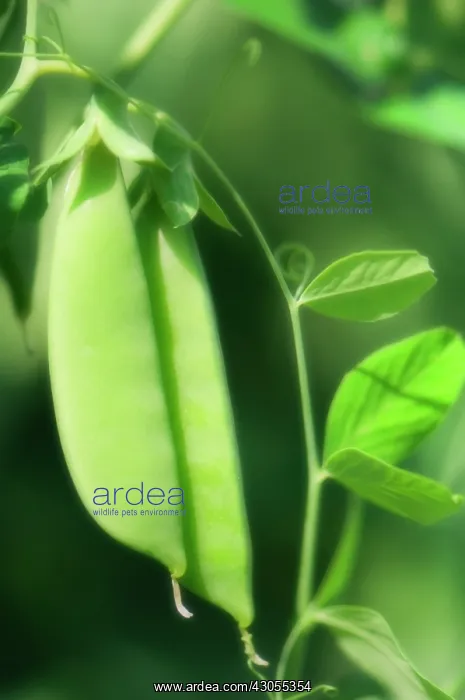 : Pea, Pisum sativum : Pea, Pisum sativum